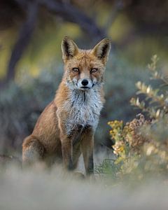 Le plus beau renard des dunes sur Patrick van Bakkum