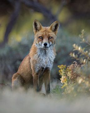 The most beautiful fox in the dunes by Patrick van Bakkum
