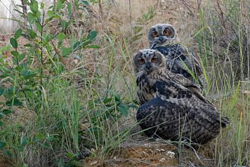 Eurasian Eagle Owls ( Bubo bubo ), young fledglings, sitting in the slope of a gravel pit sur wunderbare Erde