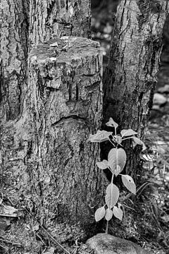 Dryade / Naturgeist: Grimmiger Baumstumpf von Flatfield