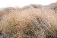 Helmgras in de duinen