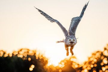 Sneeuwuil tijdens zonsondergang van Erik Lei