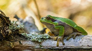 European tree frog. by Robert Moeliker