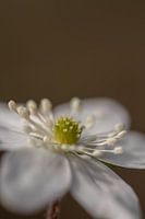Blüte des Leberblümchens