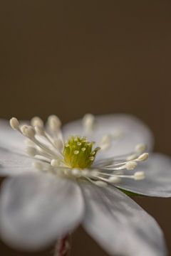 Bloem van de levermos van Naturdetail Fotografie