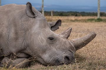 Northern white rhino by Andy Troy