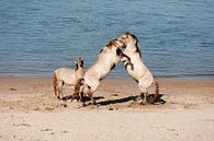 Vechtende paarden by Jim van Iterson thumbnail