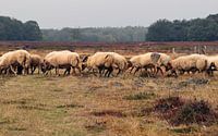 schapen bij de schaapskooi op de Tafelberheide bij Blaricum begrazen de Blaricummer Heide