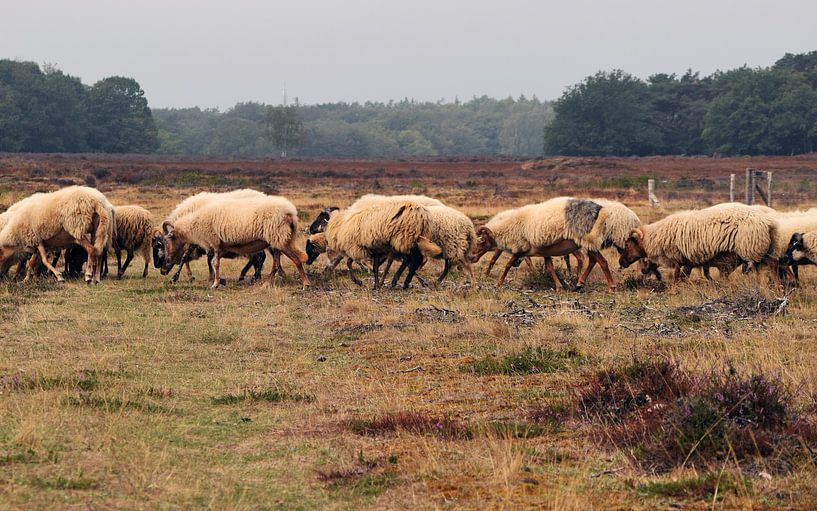 schapen bij de schaapskooi op de Tafelberheide bij Blaricum begrazen de Blaricummer Heide van Robin Verhoef
