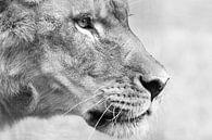 'Be focused' by Tanja Otten Fotografie thumbnail