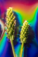 rainbow cereal 2