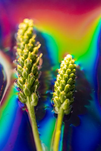 Regenbogen-Müsli 2 von Yvonne van den Hatert