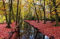 Water in the forest with autumn colors