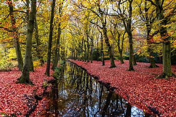 Water in the forest with autumn colors by vincentdevriesfoto.nl