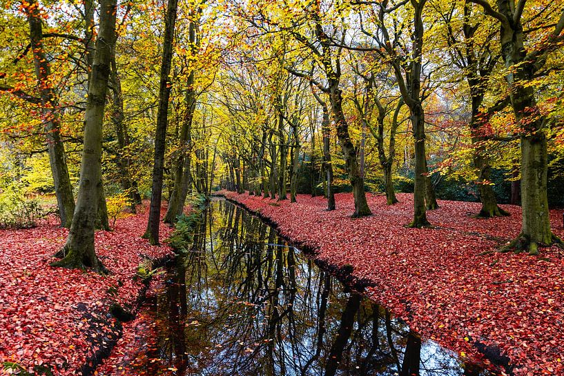 Eau dans la forêt aux couleurs d'automne par vincentdevriesfoto.nl