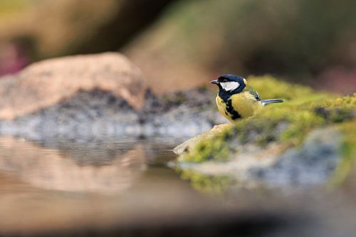Koolmees bij het water