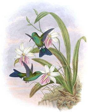 Lerch's Sapphire, John Gould van Hummingbirds
