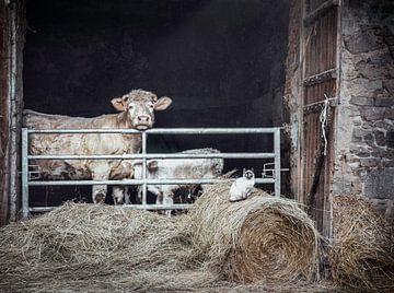 Landelijke Rust: Moederkoe en Kalfje Genieten van de Voorjaarszon met Kat op de Strobaal