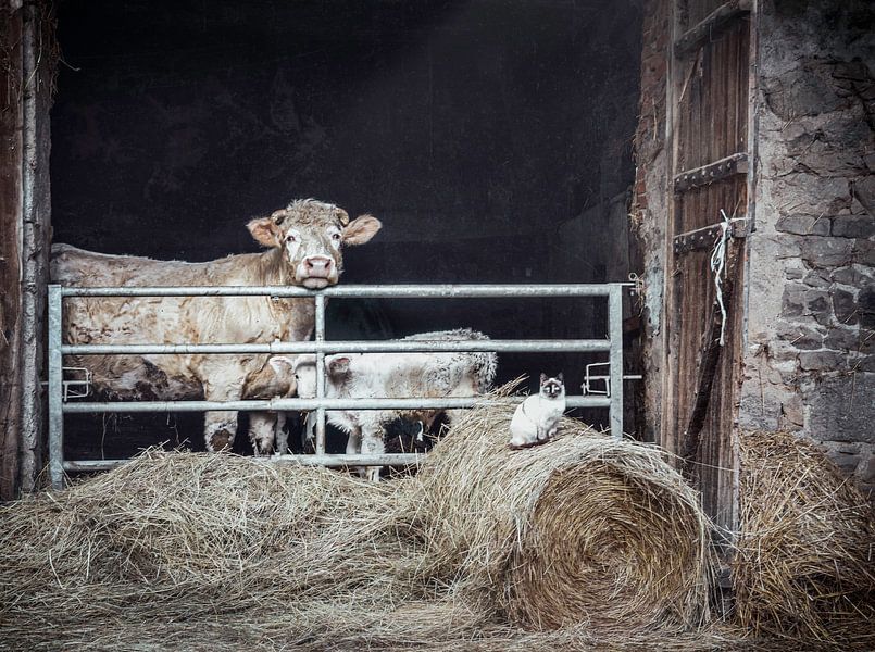 Rural Calm: Mother Cow and Calf Enjoying the Spring Sun with Cat on the Straw&quot; by natascha verbij