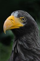 Arend