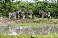 group of zebras  par ChrisWillemsen Aperçu