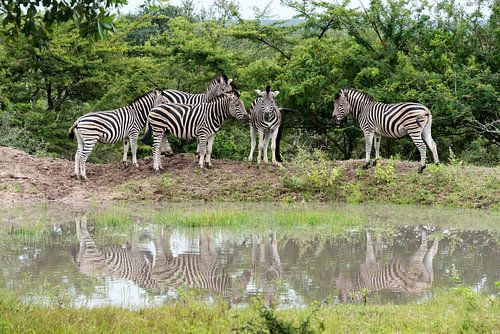 group of zebras 
