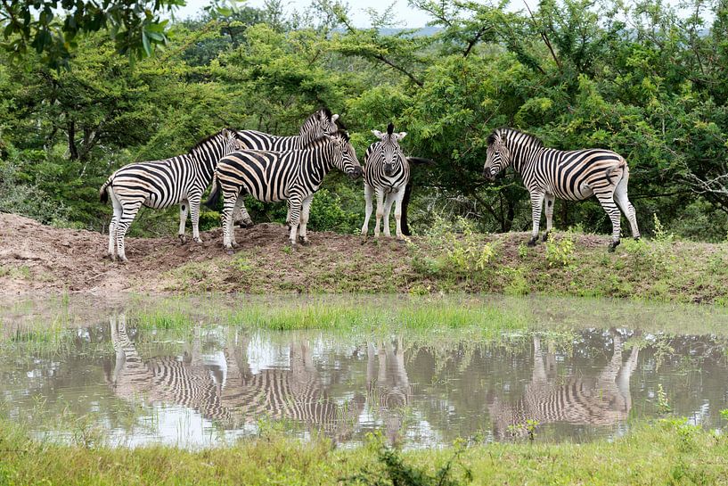 group of zebras  von ChrisWillemsen