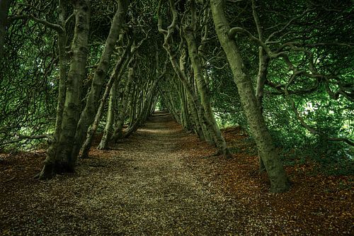 Grünes Bettgestell: längster Buchentunnel der Niederlande