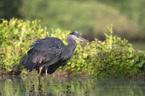 Watervogels part 2