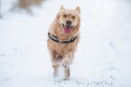 Golden Retriever im Schnee von Dion de Bakker