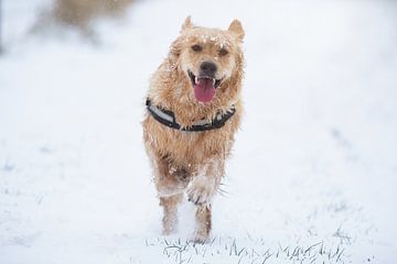 Golden Retriever in de sneeuw van Dion de Bakker