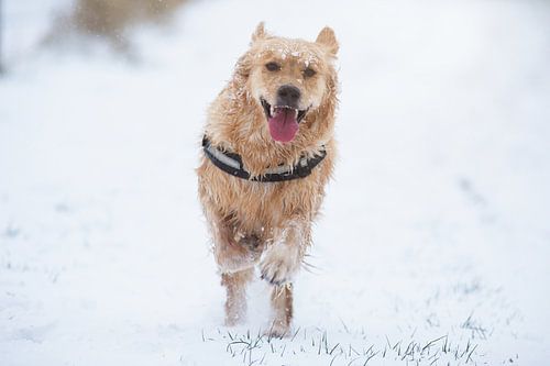 Golden Retriever dans la neige