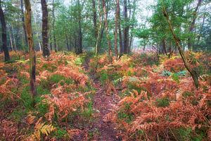 Tierpfade zwischen den Farnen im Herbst