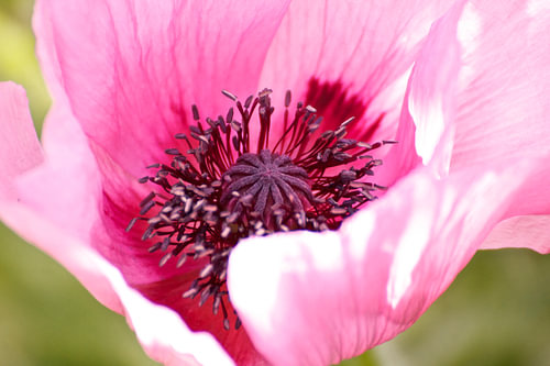 amapola rosa