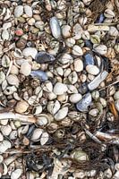 Muscheln