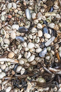 seashells by Foto A de Jong