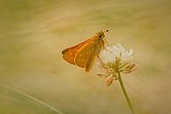 Large Skipper by Harmen Mol thumbnail