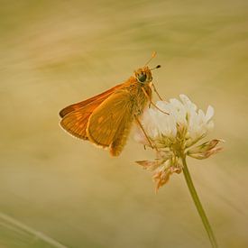 Large Skipper by Harmen Mol