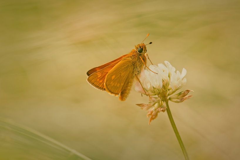 Large Skipper by Harmen Mol