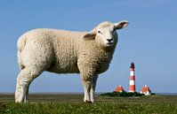 Lamm vorm Westerhever Leuchtturm von Annette Sturm Miniaturansicht