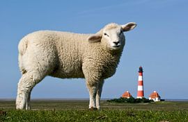 Lamb in front of Westerhever lighthouse by Annette Sturm