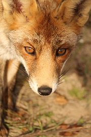 Vos von e. groenewegen