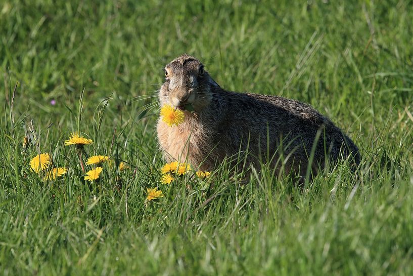 Feldhase (Lepus europaeus) Insel Texel Holland von Frank Fichtmüller