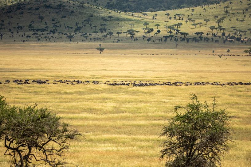 Tanzania by Gonda van Wijk