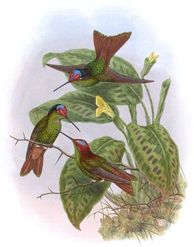 Ecuadoriaanse regenboog, John Gould van Hummingbirds