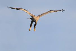 Le balbuzard pêcheur passe à l'attaque sur Marcel de Bruin