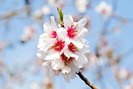 Amandel bloesem in het voorjaar in Portugal by Eye on You