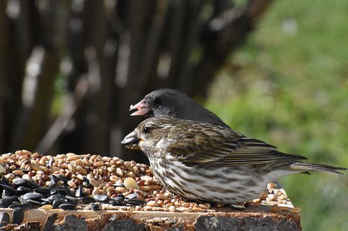 Vogels bij de voederbak