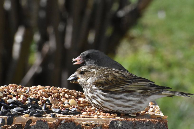 Birds at the feeder by Claude Laprise