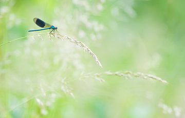 Kleine Pechlibelle von Danny Slijfer Natuurfotografie